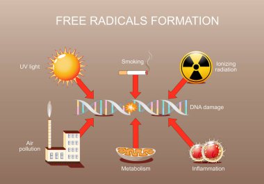 DNA damage. Free radical formation. Oxidative stress. DNA can be damaged via UV light, ionizing radiation, Air pollution, Inflammation, and Smoking. Aging process. Cell death. Cancer development. infographics. Vector poster. Isometric Flat  illustrat clipart