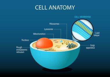 Hücre anatomisi. Hücre yapısı ve organelleri Nucleus, Ribozomlar, Endoplazmik retikulum, Golgi aparatı, mitokondri, sitoplazma, lizozom. Lipit çift katmanlı hücre zarına yakın çekim. Vektör posteri. Isometric Düz İllüstrasyon.