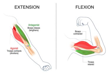 Genişleme ve kas esnekliği. Pazılar ve trisepsler. Kasılmış ve gevşemiş. Agonist ve Antagonist kaslar. vektör illüstrasyonu