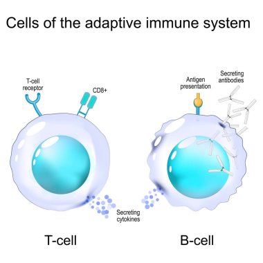 Bağışıklık sisteminin hücreleri. T hücresi ve B hücresinin yapısı ve anatomisi. Bağışıklık hafızası. Hücre aracılığındaki bağışıklığın lenfositleri. Vektör illüstrasyonu