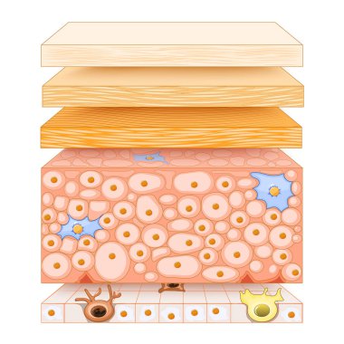Epidermis structure. Skin anatomy. Cell, and layers of a human skin. Cross section of the epidermis. Skin care. vector illustration. clipart