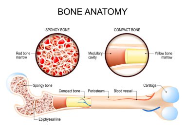 Kemik anatomisi. Kompakt ve Süngerimsi kemiklerin yakın çekimi. Uyluk yapısı. Sarı ilik ve kırmızı kemik iliği. Vektör illüstrasyonu