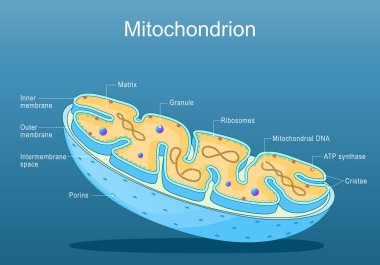 Mitokondri yapısı. Motokondrinin anatomisi. Motokondrinin çapraz kesiti. Ribosomes, ATP synthase, Cristae, Granule, Porins, Matrix 'e yakın çekim. Isometric Düz vektör çizimi