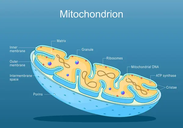 stock vector Mitochondria structure. Anatomy of motochondrion. Cross section of motochondrion. Close-up of Ribosomes, ATP synthase, Cristae, Granule, Porins, Matrix. Isometric Flat vector illustration