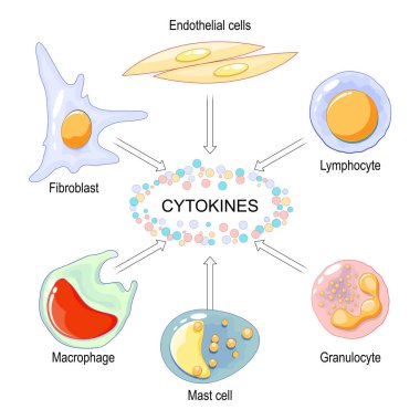 Sitokinler makrofaj, lenfosit, mast hücresi, endothelial hücreler ve fibroblast tarafından üretilir. İnterleukins, Chemokines, tümör nekrozu faktörü ile hücre sinyalleri. Sitokin fırtınası. Vektör illüstrasyonu
