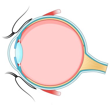 Göz anatomisi. İnsan gözünün çapraz kesiti. Eğitim ve tıbbi kullanım diyagramı. Vektör illüstrasyonu