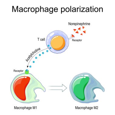 Makrofaj polarizasyonu. M1 ve M2 makrofaj dönüşümü. Bağışıklık sistemi tepkisi ve iltihap. Pro-inflamatuar ve anti-inflamatuar. Doku onarımı. Hücresel esneklik. Vektör illüstrasyonu