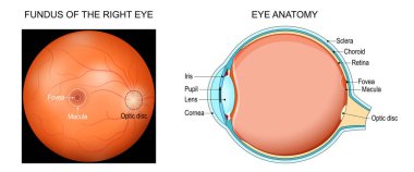Göz anatomisi. Göz bebekleri, kornea, Iris, Lens, Sclera, Choroid ve Retina ile kesişiyor. Macula, Fovea ve Optik disk ile Fundus 'un sağ gözünün yakın çekimi. Vektör posteri