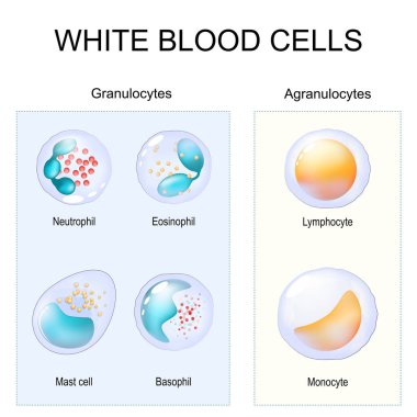 Granüloitler ve Agranüloitler. Beyaz kan hücreleri. İki tür lökosit. Bağışıklık sistemi lenfosit, monosit, nötrofil, Eosinophil, Basophil ve Mast hücresine yakın çekim. Vektör illüstrasyonu