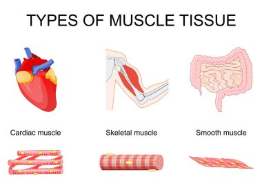 Kas dokusu. Bisepslerdeki çizgili kas, kalbindeki kalp kası, ince bağırsak ve bağırsaktaki pürüzsüz kas. Mitositler. Vektör illüstrasyonu