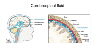 Cerebrospinal fluid. Cross section of a human brain with Ventricular system. Close-up of  the meninges. CSF and Membranes that envelop the brain. Vector illustration clipart