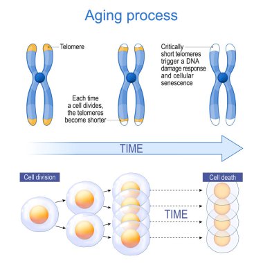 Yaşlanma Süreci ve Telomerler. Hücresel Yaşlılık. Yaşlanan Biyoişaretleyiciler. Hücresel Yaşlanma Mekanizmaları. Vektör diyagramı