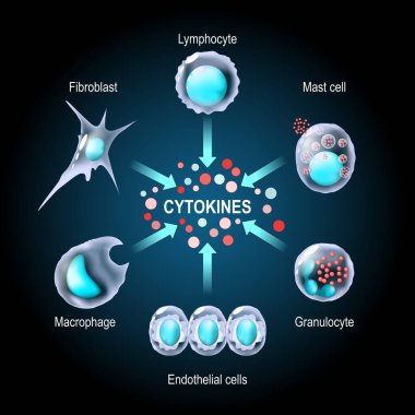 Sitokinler. Hücre sinyalleri için proteinler. Sitokinler makrofaj, lenfosit, mast hücresi, endothelial hücreler ve fibroblast tarafından üretilir. Sitokin fırtınası. Vektör illüstrasyonu
