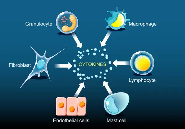 stock vector Cytokines are produced by macrophage, lymphocyte, mast cell, endothelial cells, fibroblast and Granulocyte. Cytokines include chemokines, interferons, interleukins, lymphokines, and tumour necrosis factors, but not hormones or growth factors. Isometr