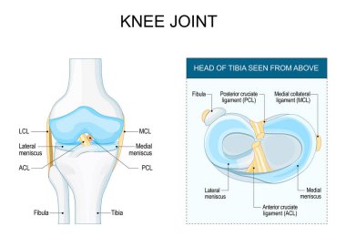 Diz eklemi anatomisi. Menisküs ve insan dizi bağları. Ortak yapı. Kaval kemiğinin başı yukarıdan görülmüş. Dizinin ön tarafı. Poster. Vektör illüstrasyonu