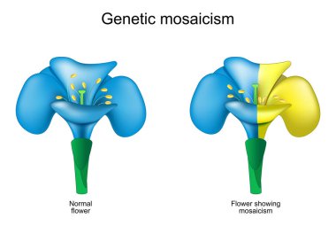 Çiçek mozaiği. Genetik mutasyon. Kimyasal bitkiler. Sarı Somatik mutasyonu olan mavi çiçek. Genom düzenleme. Genetik mozaik. Vektör illüstrasyonu