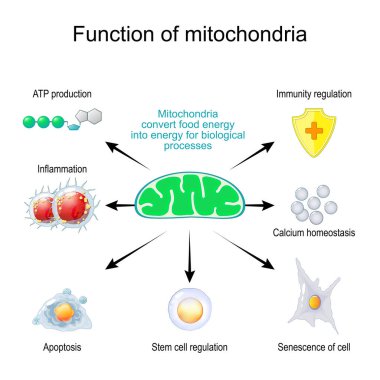 Mitokondri işlevi. Mitokondri, gıda enerjisini Enflamasyon, ATP üretimi, bağışıklık regülasyonu, Kalsiyum homeostaz, Yaşlılık, Kök hücre düzenlemesi ve Apoptosis gibi biyolojik süreçler için enerjiye dönüştürür. Vektör illüstrasyonu