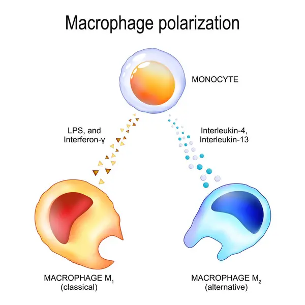 Stock vector Macrophage polarization. From Monocyte to Alternative Macrophage m2 and Classical Macrophage m1. Chronic inflammation. Metabolic reprogramming. Pro-inflammatory and Anti-inflammatory response. Vector illustration