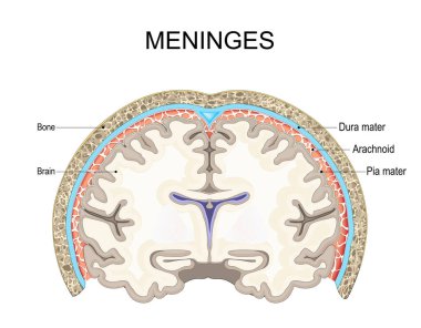 Meninges. Kafatası ve insan beyninin Pia mater, Araknoid ve Dura mater ile çapraz kesiti. Beyni ve omuriliği saran kemik ve zarlar. Şematik şema. Ayrıntılı vektör illüstrasyonu