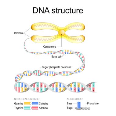 DNA yapısı. Centromere ve Telomeres ile Kromozom 'a yakın çekim. Şeker fosfat omurgalı ve baz çiftli DNA çift sarmalı. Şeker, Fosfat, Üs ile Nükleotid büyütülmüş; Guanine, Cytosine, Thymine, Adenine ile nitrojen bazlı. Kare