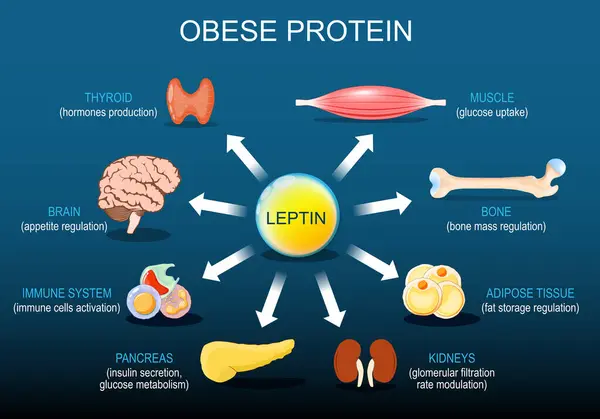 stock vector Leptin is a hormone of Adipose tissue. Obese protein. Appetite and Body weight regulation. Control of metabolism. Endocrine system. Vector poster. Isometric Flat  illustration. Schematic diagram