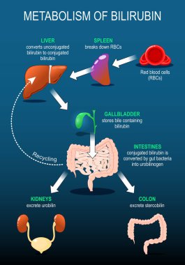 Bilirubin metabolizması. Heme katabolizması. İnsan sindirim sistemi. Kırmızı kan hücresi analizi, hemoglobin bozulması, Bilirubin üretimi ve nakli. Safra kesesi salgısı. Detaylı Vektör posteri. Isometric Düz Çizim. Şematik diyagram