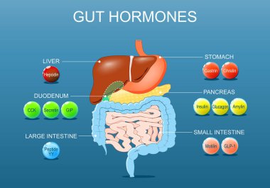 Bağırsak hormonları. Doygunluk sinyali ve düzenleme, iştah kontrolü. İnsan endokrin sistemi. Gastrobağırsak hormonu. Sindirim yönetmeliği. Bağırsak peptidleri. Detaylı Vektör posteri. Isometric Düz Çizim. Şematik diyagram