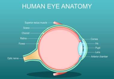 Göz anatomisi. İnsan gözünün dikey kısmı. Detaylı Vektör posteri. Isometric Düz Çizim. Şematik diyagram