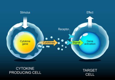Sitokinler. Cytokine Üretim Hücresinden Hedef Hücre 'ye cep telefonu sinyali. İnterferonlar, interlökinler, lenfositler. Uyarlanabilir ve doğuştan gelen bir bağışıklık. Kronik iltihap. Detaylı Vektör posteri. Isometric Düz Çizim. Şematik diyagram