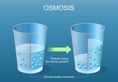 Osmosis. Yarı geçirgen zarla ilgili bir deney yapın. Seçici geçirgenlik. Ozmotik gradyanı çalıştıran parçacıklar. Solt difüzyon. Ayrıntılı vektör posteri. İzometrik düz çizim. Şematik diyagram