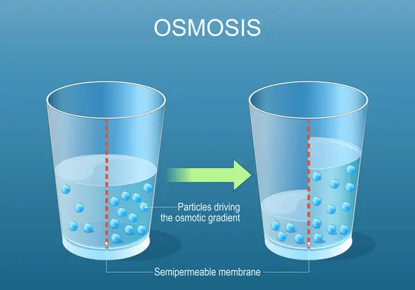 stock vector Osmosis. Experiment with Semi-permeable membrane. Selective permeability. Particles driving the osmotic gradient. Solute diffusion. Detailed vector poster. Isometric flat illustration. Schematic diagram