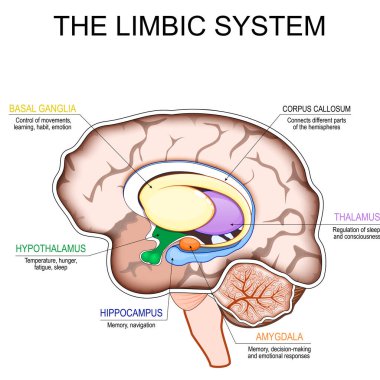 Limbik sistem. İnsan beyninin çapraz kesiti. Mammillary body, bazal gangliya, hipofiz bezi, amigdala, hipokampüs, talamus, singulat gyrus, corpus callosum, hipotalamus. Duygusal düzenlemeler için limbik sistemin bir parçası, Hafıza oluşumu, Davranış