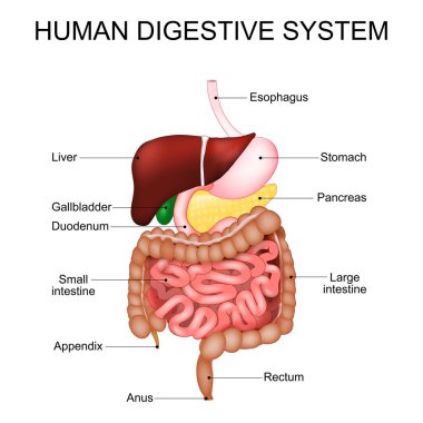 Sindirim sistemi. İnsan gastrointestinal bölgesinin anatomisi. Tıbbi şema. Gerçekçi Vektör illüstrasyonu. Ayrıntılı poster.