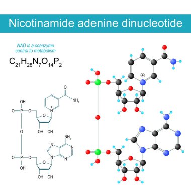 NAD molekülü. Moleküler kimyasal yapısal formül ve nikotinamide Adenine Dinükleotidin modeli. Metabolizma için koenzim. Vektör illüstrasyonu