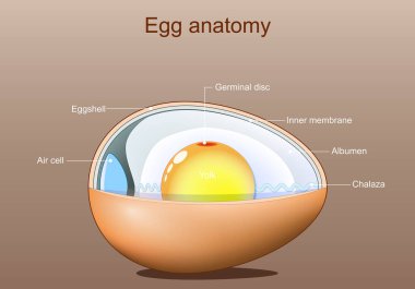 Egg anatomy. Structure of bird egg. Vector illustration. Schematic diagram. Detailed poster.  clipart