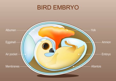 Tavuk embriyosu anatomisi. Kuş yumurtası yapısı. Vektör. Şematik şema. Ayrıntılı poster. Isometric düz illüstrasyon