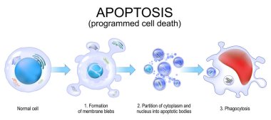 Apoptozis. Programlanmış hücre ölümü. Kasaplar. Hücresel homeostaz. Hücre parçalanması. Phagocytosis için apoptotik vücutlar. Vektör. Şematik şema. Ayrıntılı poster.