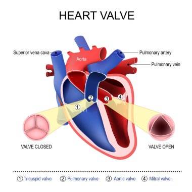 Kalp kapakçığı anatomisi. İnsan kalbinin çapraz kesimi. Pulmoner, Triküpid, Aort ve Mitral kapakçık. Biyolojik kapakçığa yakın çekim. Vektör. Şematik şema. Ayrıntılı poster.