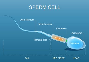 Sperm hücre anatomisi. Spermatozoa 'nın yapısı. Acrosome, Flagellum, Axial filament, Head, Tail, Mitochondria, Terminal disk, Centriole ve Nucleus içeren hareketli sperm hücrelerine yakın çekim. Haploid hücre, yumurtayla birleşip zigot oluşturan erkek gamet..