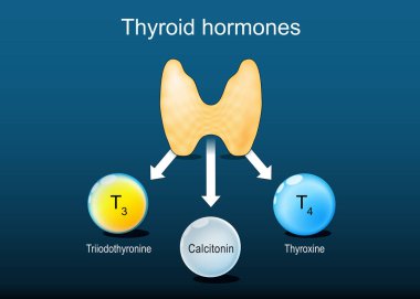 Tiroid hormonları. Thyroxine veya T4, Triiodothyronine veya T3 ve Calcitonin. Tiroid bezine yakın çekim. İnsan Endokrin Sistemi. İzometrik düz çizim. Vektör posteri