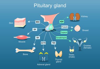 Hipofiz bezi hormonları. İç organları hedef alınmış hipofizi ve hormonlar. Endokrin yönetmeliği. İzometrik düz çizim. Vektör posteri. İnsan Endokrin Sistemi