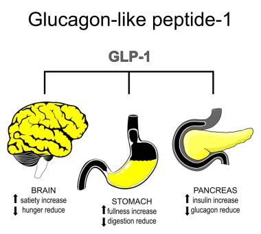 Glukagon benzeri peptit-1. Kilo verme terapisi. İki renkli düz çizim, en sevdiğiniz renge göre kolayca düzenlenebilir. En sevdiğin renge göre düzenlenebilir. Vektör posteri