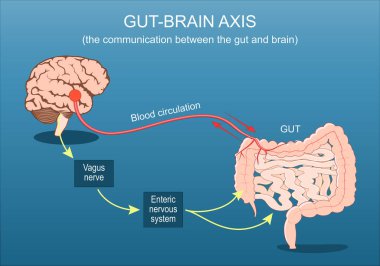Bağırsak-beyin ekseni. Bağırsak ve beyin arasındaki iletişim. Bağırsak mikrobiyotası, kan dolaşımı, Vagus sinir sistemi ve Gastrointestinal sinir sistemi. İzometrik düz çizim. Vektör posteri