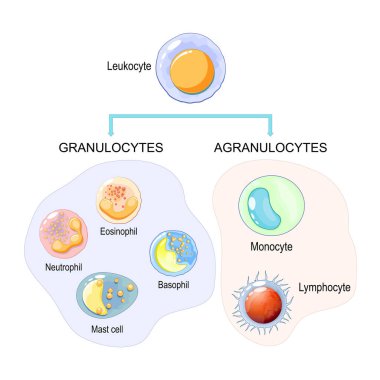 Bağışıklık sisteminin hücreleri. Agranüloitler ve Granüloitler, beyaz kan hücreleri veya lökositler: Eosinophil, Neutrophil, Basophil, Mast cell, lenfosit, Monosit. Vektör diyagramı