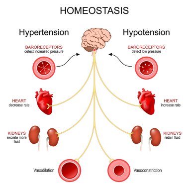 Homeostasis for Hypotension and Hypertension. Blood pressure regulation. Sympathetic and Parasympathetic nervous system. Vector diagram clipart