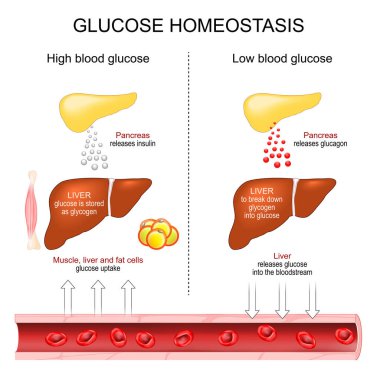 Glikoz Homeostasis. Kan şekeri regülasyonu. İnsülin salgısı. Glukagon salınımı. Karaciğer ve pankreas. Vektör diyagramı