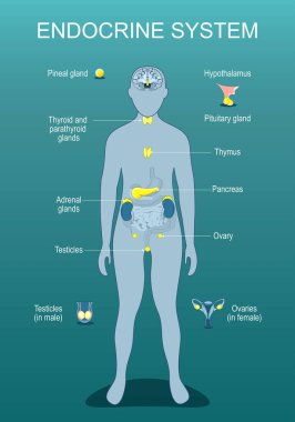 Endokrin sistemi. Hormon salgısı. Metabolik düzenleme. Hormonal dengesizlikler. Vurgulanmış iç organları olan insan silueti. İzometrik düz çizim. Vektör posteri
