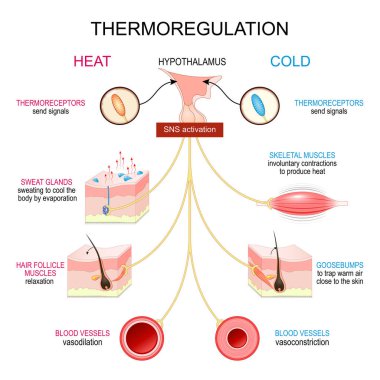 Termoregülasyon. Homeostasis. Termal denge. Vücut ısısı düzenlemesi. Vektör posteri. Isı üretimi ve ısı kaybı mekanizmaları. 