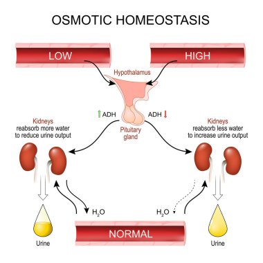 Osmotik denge. Homeostasis. Osmoregülasyon. Vücut suyu yönetmeliği. Vektör posteri