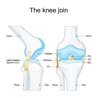 Diz eklemi anatomisi. Tibiofemoral eklem. Femur, Tibia ve Fibula kemikli eklem kapsülü. Vektör posteri